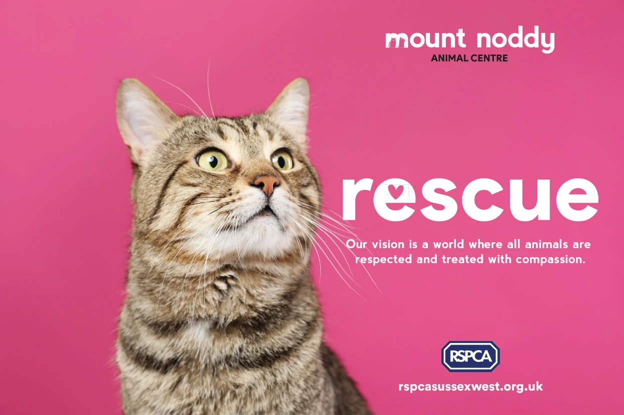 Pink Mount Noddy rescue campaign artwork featuring a cat