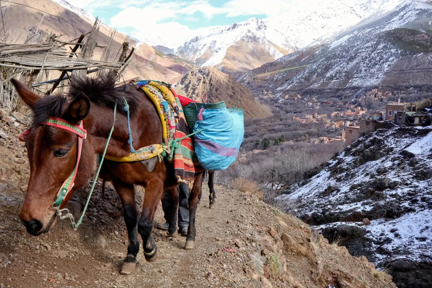 A working pack animal on a mountain path