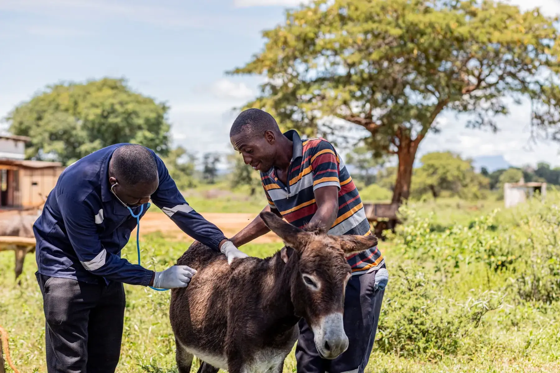 A veterinary worker examines a donkey alongside its handler